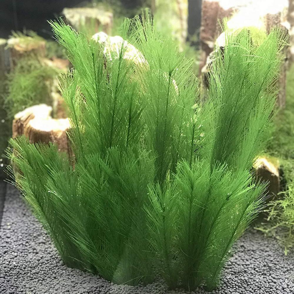 1/3Pcs 28/40cm Aquarium Fish T - Live Plant Aquarium 评论和价格