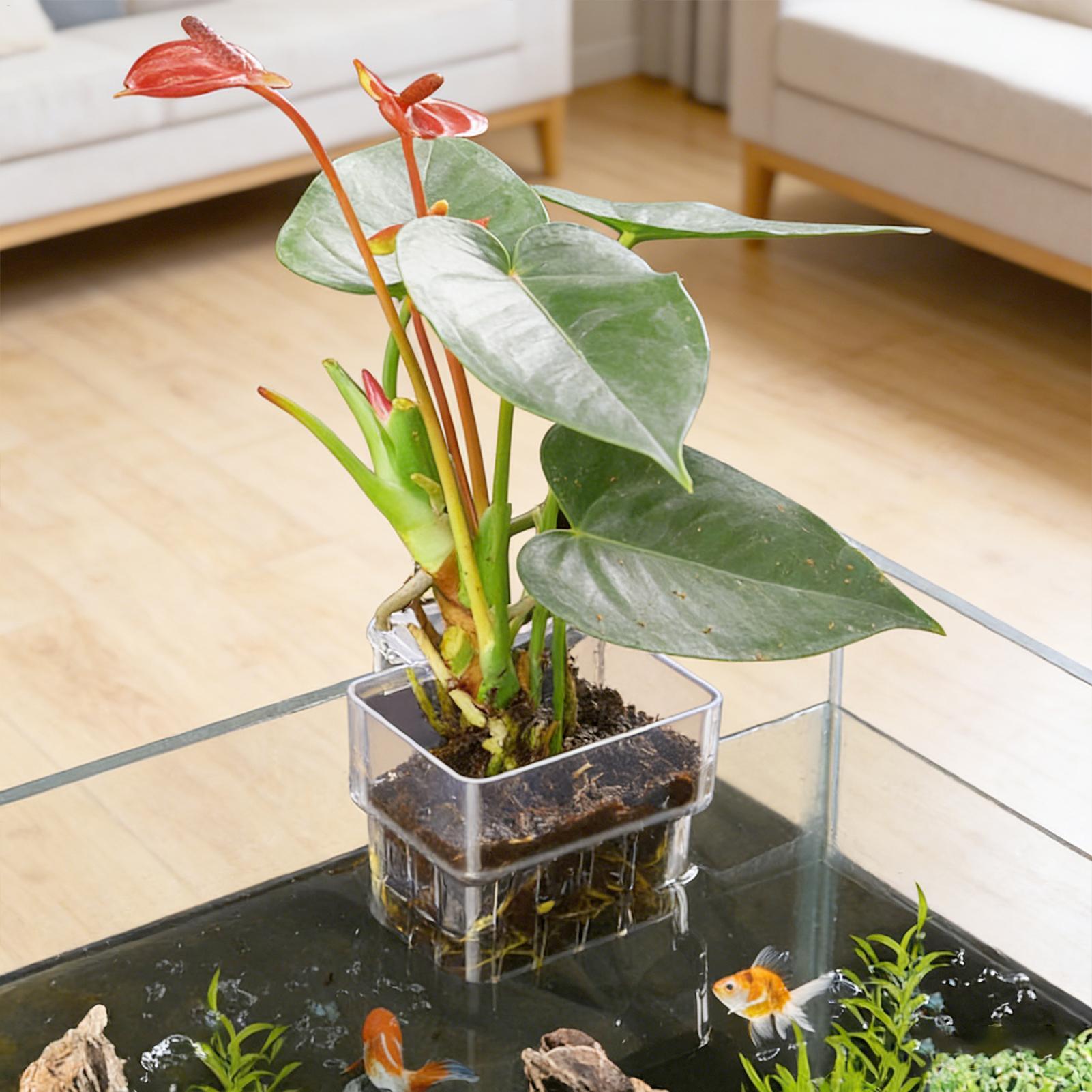 Fish Tank Fixed Basket Wall mo - Aquarium Plants Live 评论和价格