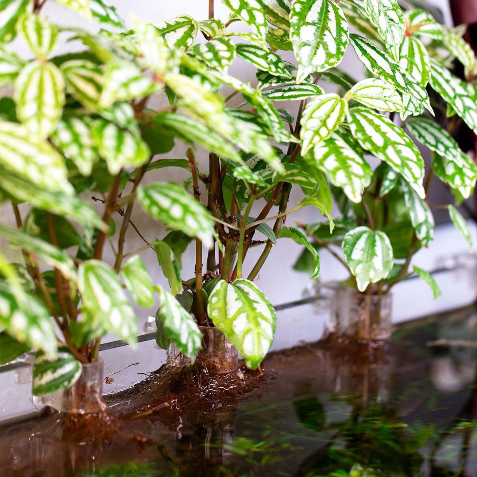 6pcs Aquarium Plant Holders Cl - Aquarium Plant Holder 评论和价格